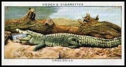 12 Crocodile